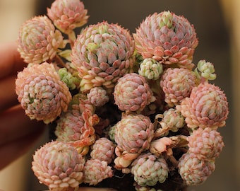 Echeveria Vincent Catto, vetplant, succulentencadeaus