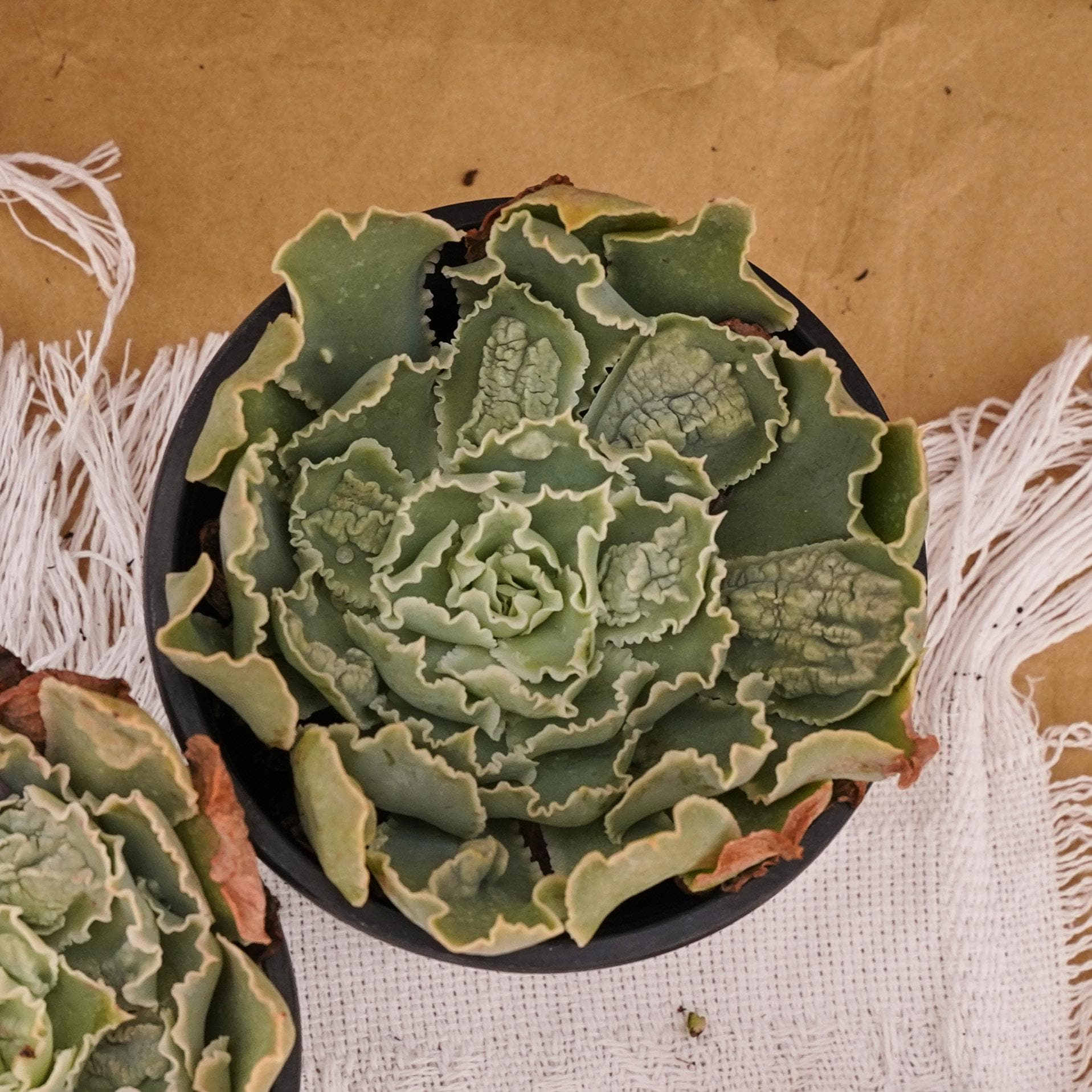 Echeveria Dick Wright - Etsy