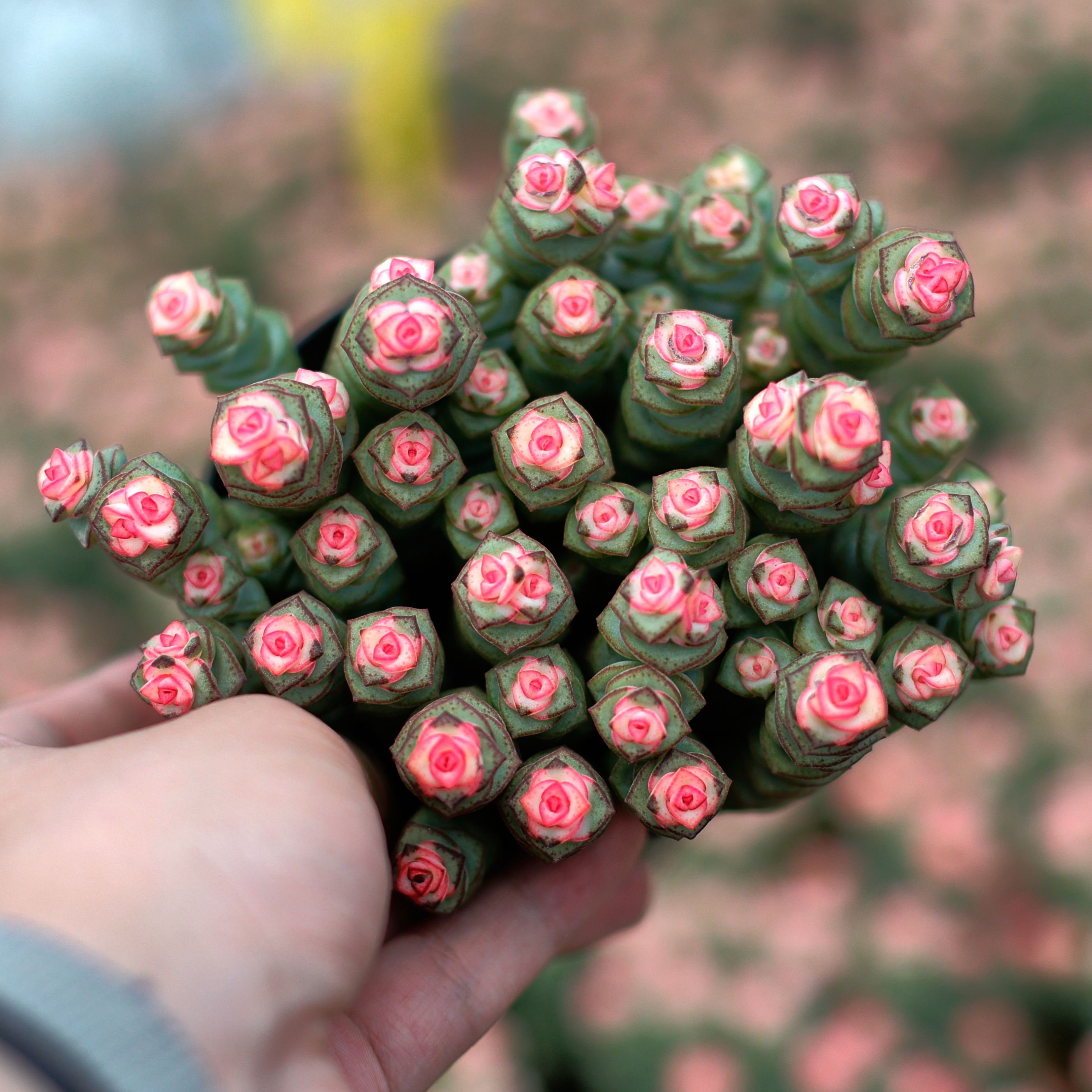 クラッスラ・マルニエリアナ、多肉植物、多肉植物ギフト - Etsy 日本