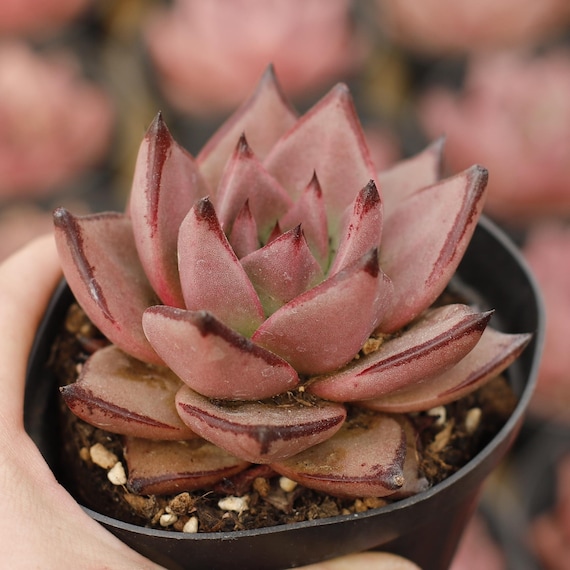 Echeveria Romeo Rubin,Succulent Plant,Succulent Gifts