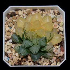 Haworthia Cooperi OH Duża pstrokata, Roślina sukulentna, Prezenty sukulentowe