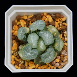Haworthia Maughanii Hanabishi Variegated, Roślina sukulentna, Prezenty sukulentowe