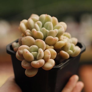 Echeveria Billgates,Succulent Plant,Succulent Gifts