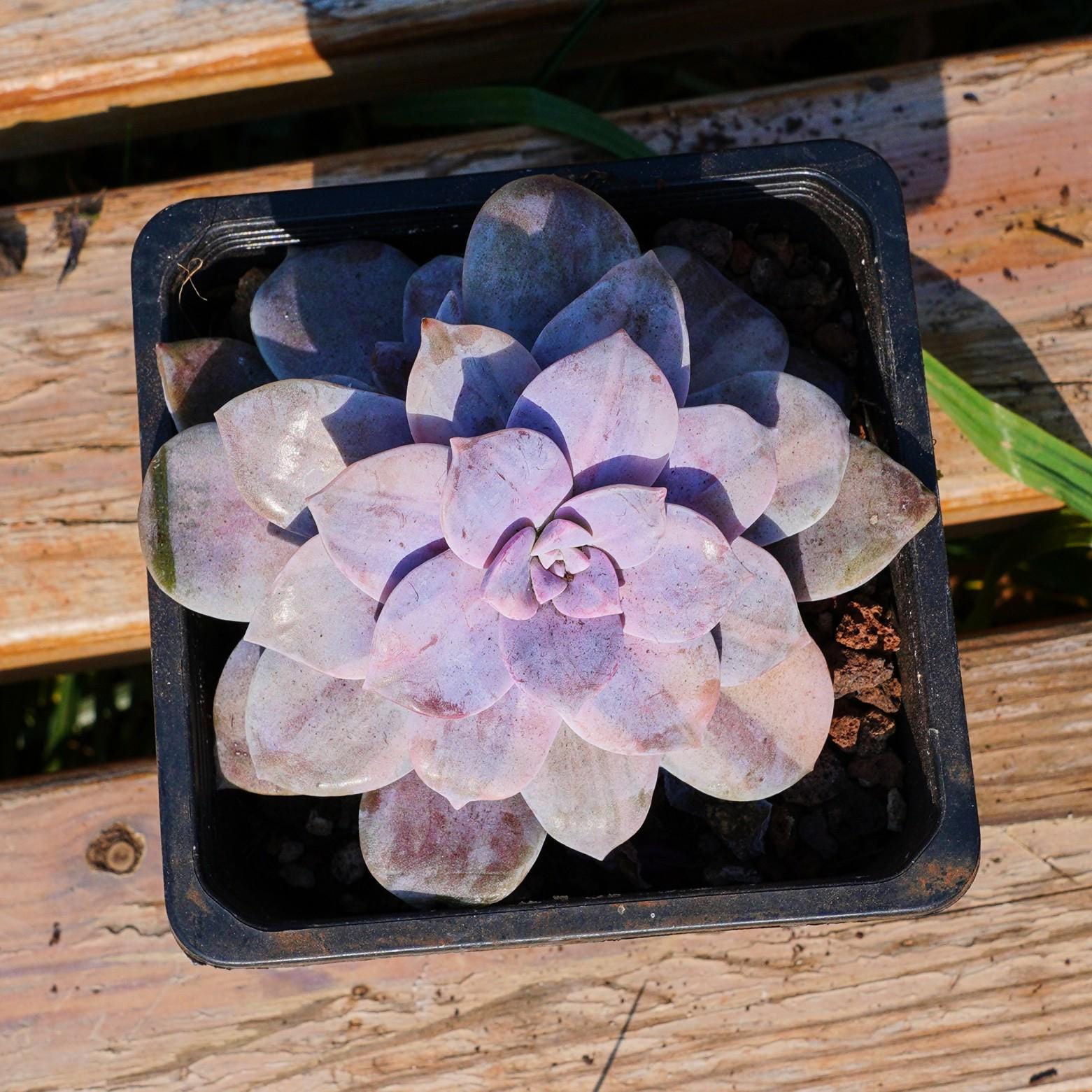 グラプトペタルム スーパーバム多彩、多肉植物、多肉植物ギフト - Etsy