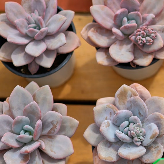 Echeveria Snow Bunny,succulent Plant,succulent Gifts - Etsy