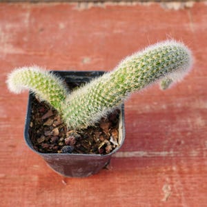 Hildewintera Colademononis,Succulent Plant,Succulent Gifts