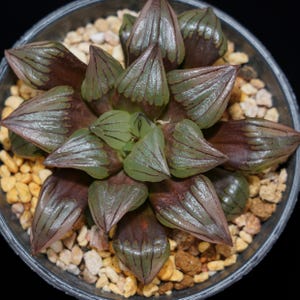 ハオルチア マグニフィカ アトロフスカ、多肉植物、多肉植物ギフト