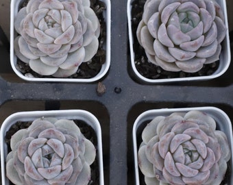 echeveria classic french trnusers サイズ2 Echeveria_Texensis_4__24248.
