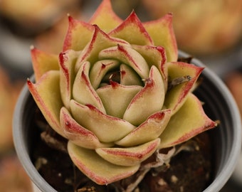 Echeveria Jade Star,Succulent Plant,Succulent Gifts