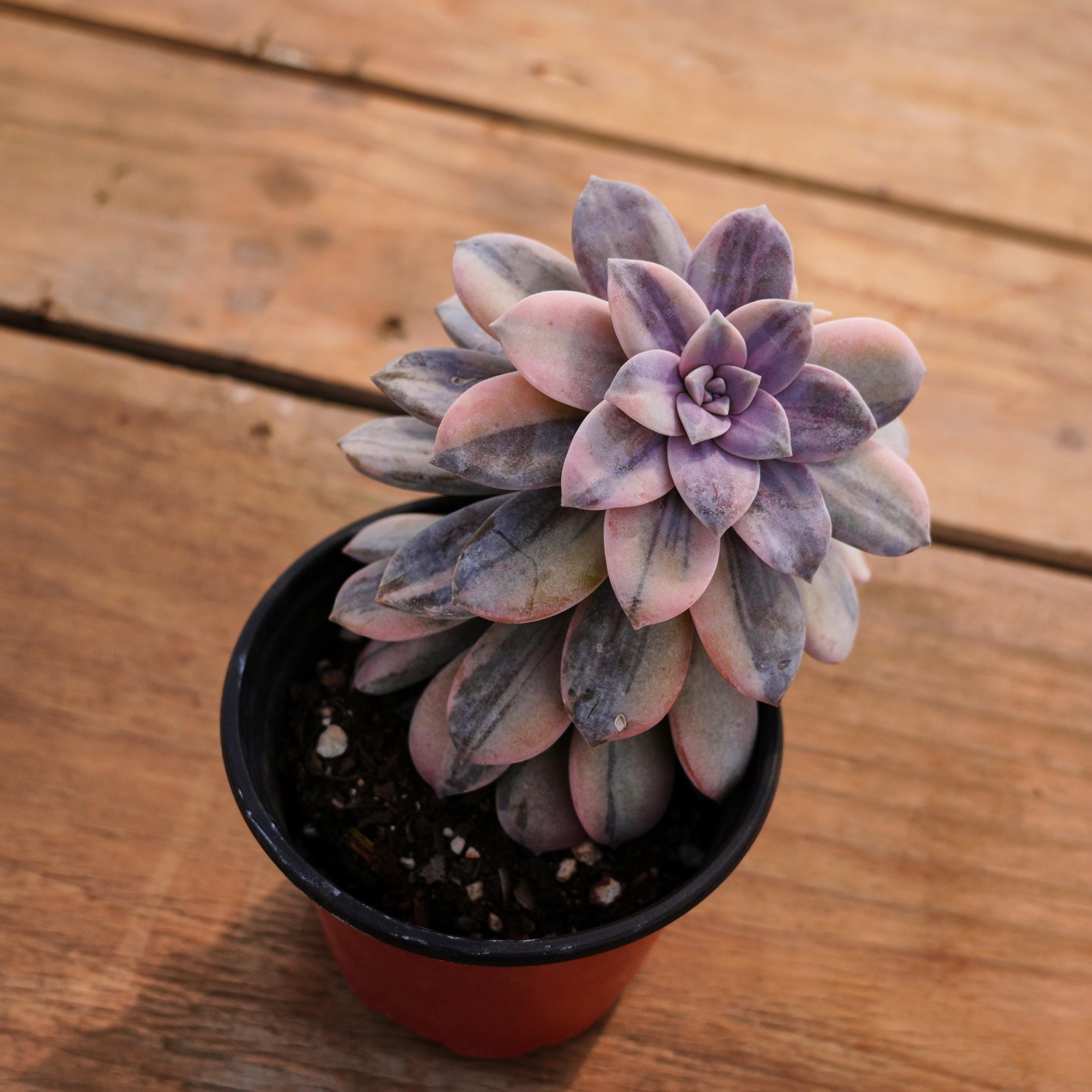 Graptopetalum Superbum Variegated,succulent Plant,succulent Gifts