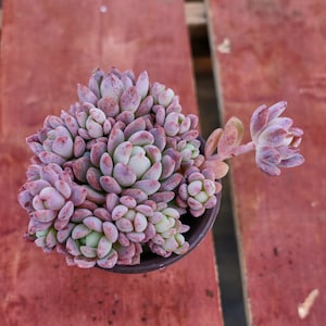 Echeveria Small Red Peach,Succulent Plant,Succulent Gifts