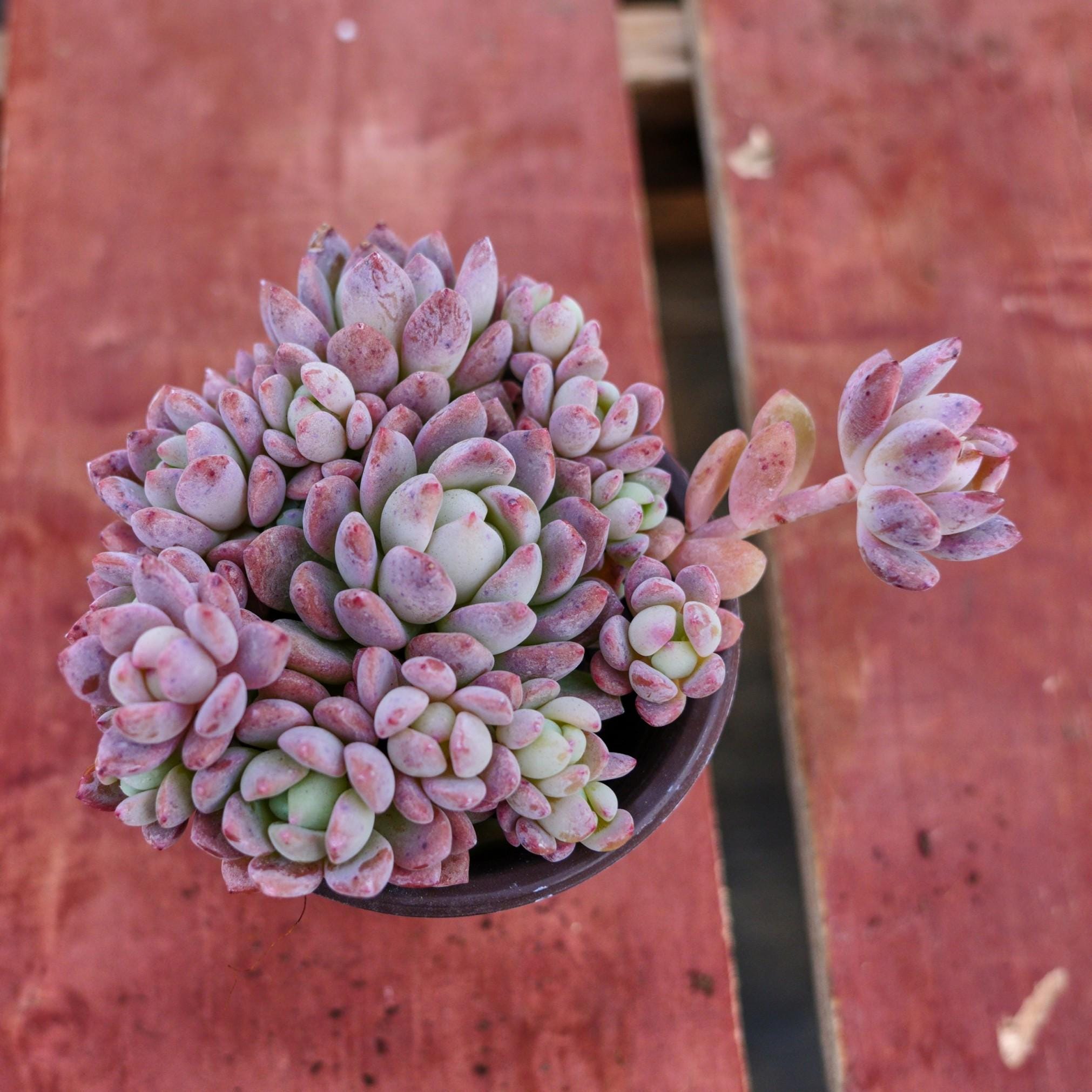 エケベリア スモール レッド ピーチ、多肉植物、多肉植物ギフト - Etsy