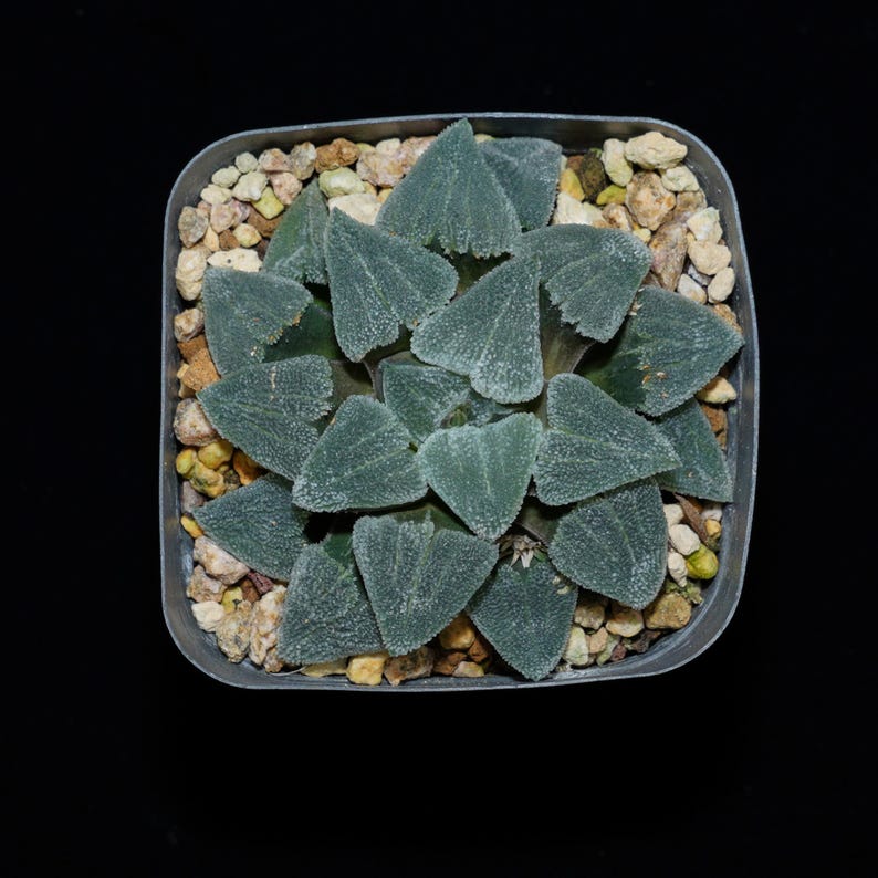 Haworthia Pygmaea Okubo Grind, Succulent Plant,succulent Gifts Etsy