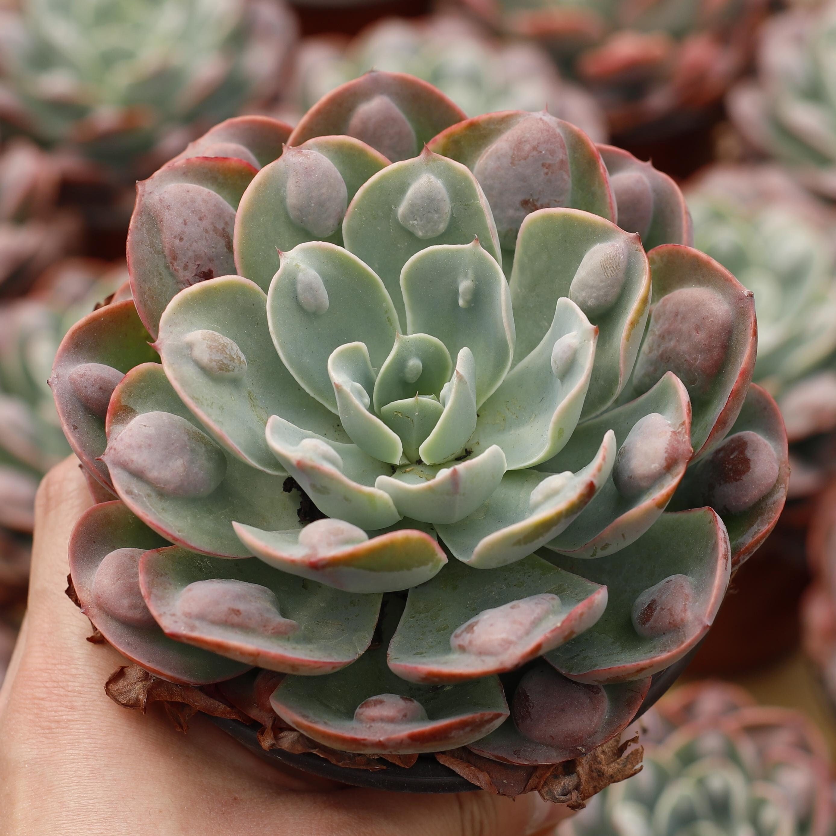 Echeveria Rain Drops,Succulent Plant,Succulent Gifts