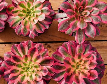 アエオニウム ピンク ウィッチ、多肉植物、多肉植物ギフト - Etsy 日本