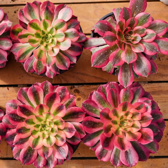 アエオニウム ピンク ウィッチ、多肉植物、多肉植物ギフト - Etsy 日本