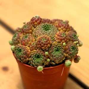 Sempervivum Arachnoideum Strawberry,Succulent Plant,Succulent Gifts