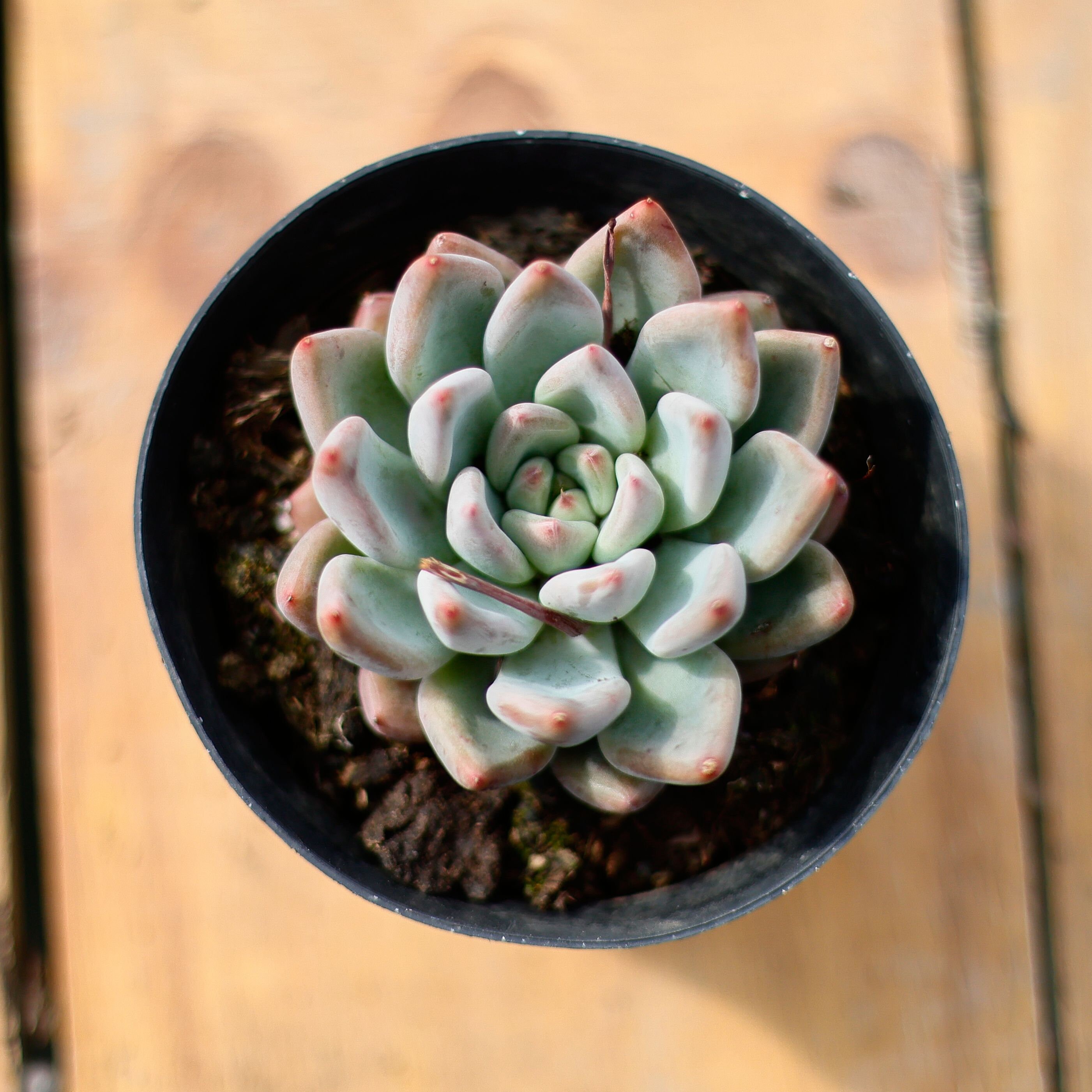 エケベリア ウェディング リング、多肉植物、多肉植物ギフト - Etsy 日本