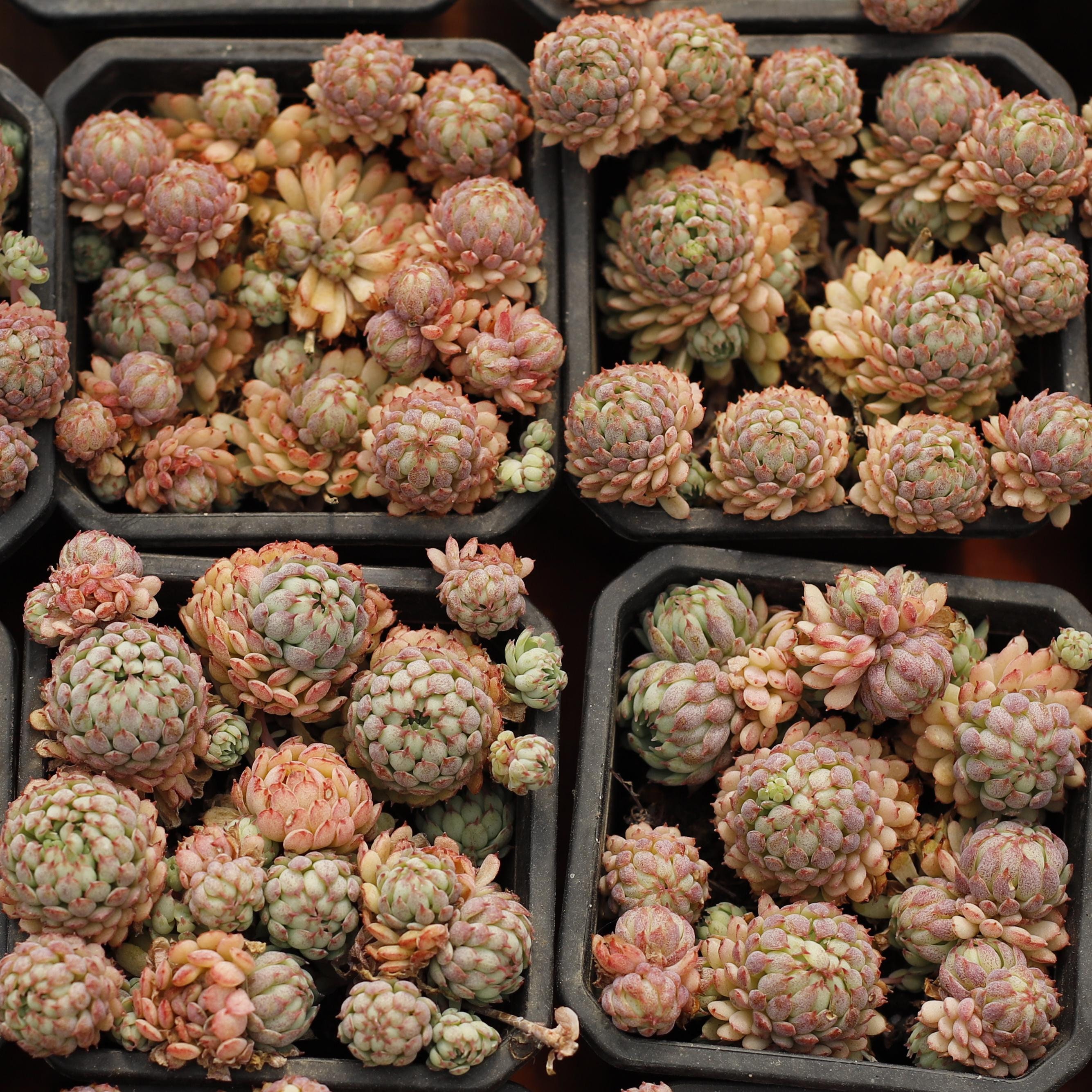 Echeveria Vincent Catto,succulent Plant,succulent Gifts - Etsy