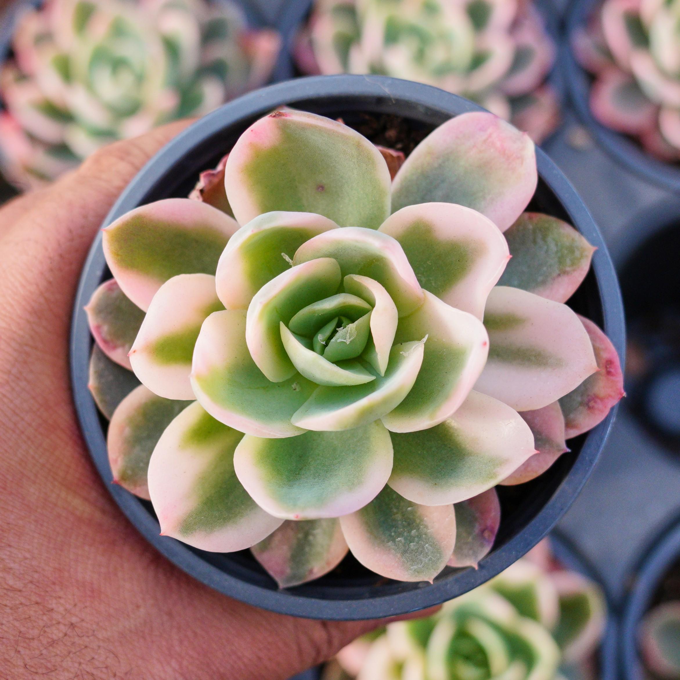 エケベリア ピンク ベラ 斑入り、多肉植物、多肉植物ギフト - Etsy 日本