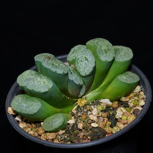 Haworthia Truncata Major, Succulent Plant,Succulent Gifts