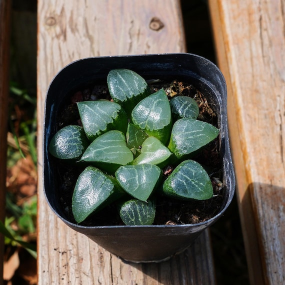 ハオルチア 月影 月影、多肉植物、多肉植物ギフト - Etsy 日本