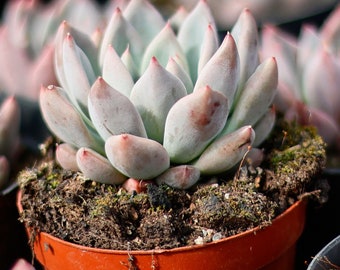 エケベリア ウェディング リング、多肉植物、多肉植物ギフト - Etsy 日本