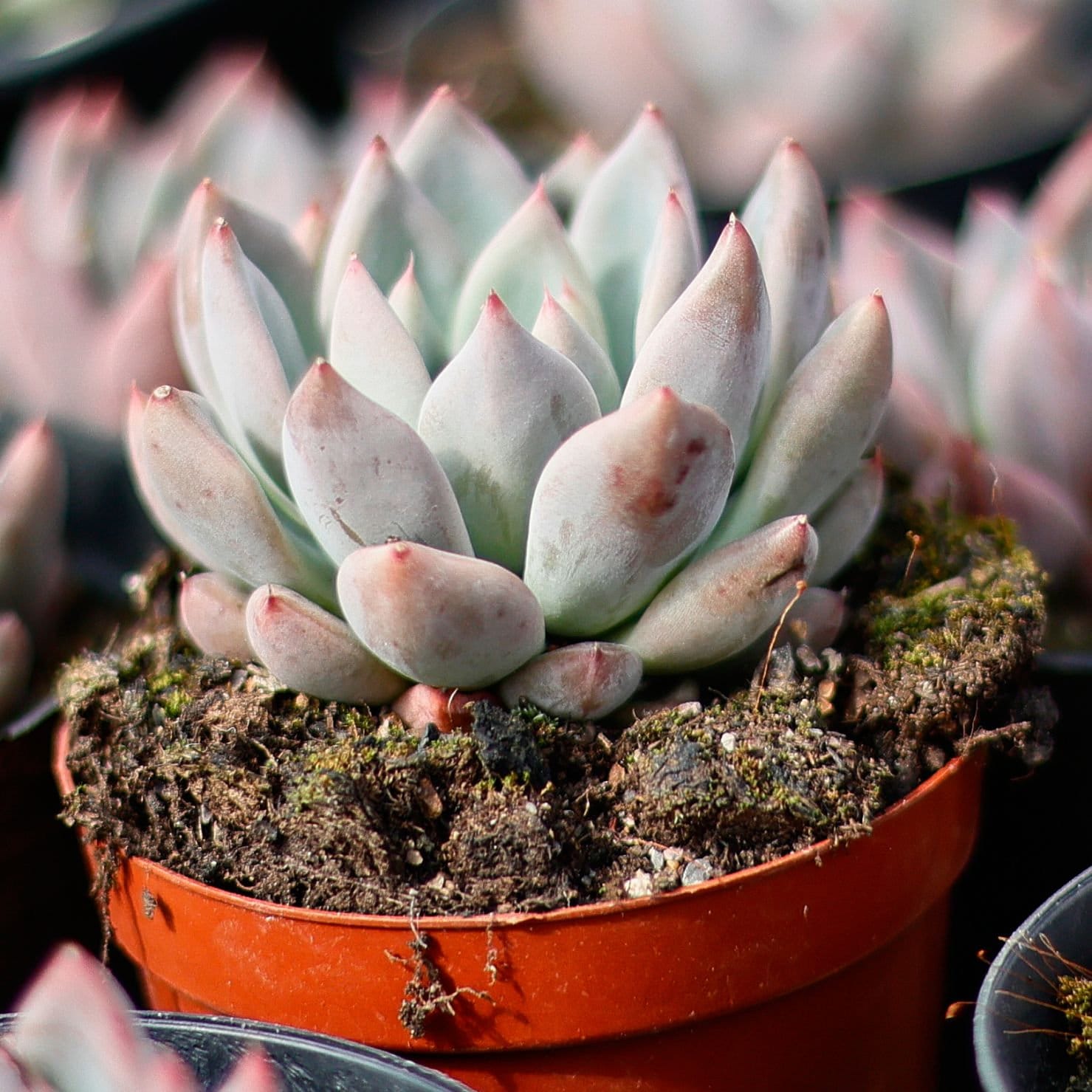 エケベリア ウェディング リング、多肉植物、多肉植物ギフト - Etsy 日本