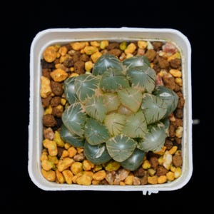 Haworthia Cooperi OM Variegated, Roślina sukulentna, Prezenty sukulentne