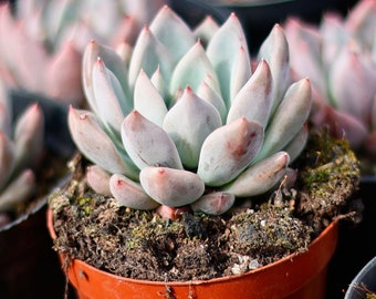 エケベリア ウェディング リング、多肉植物、多肉植物ギフト - Etsy 日本