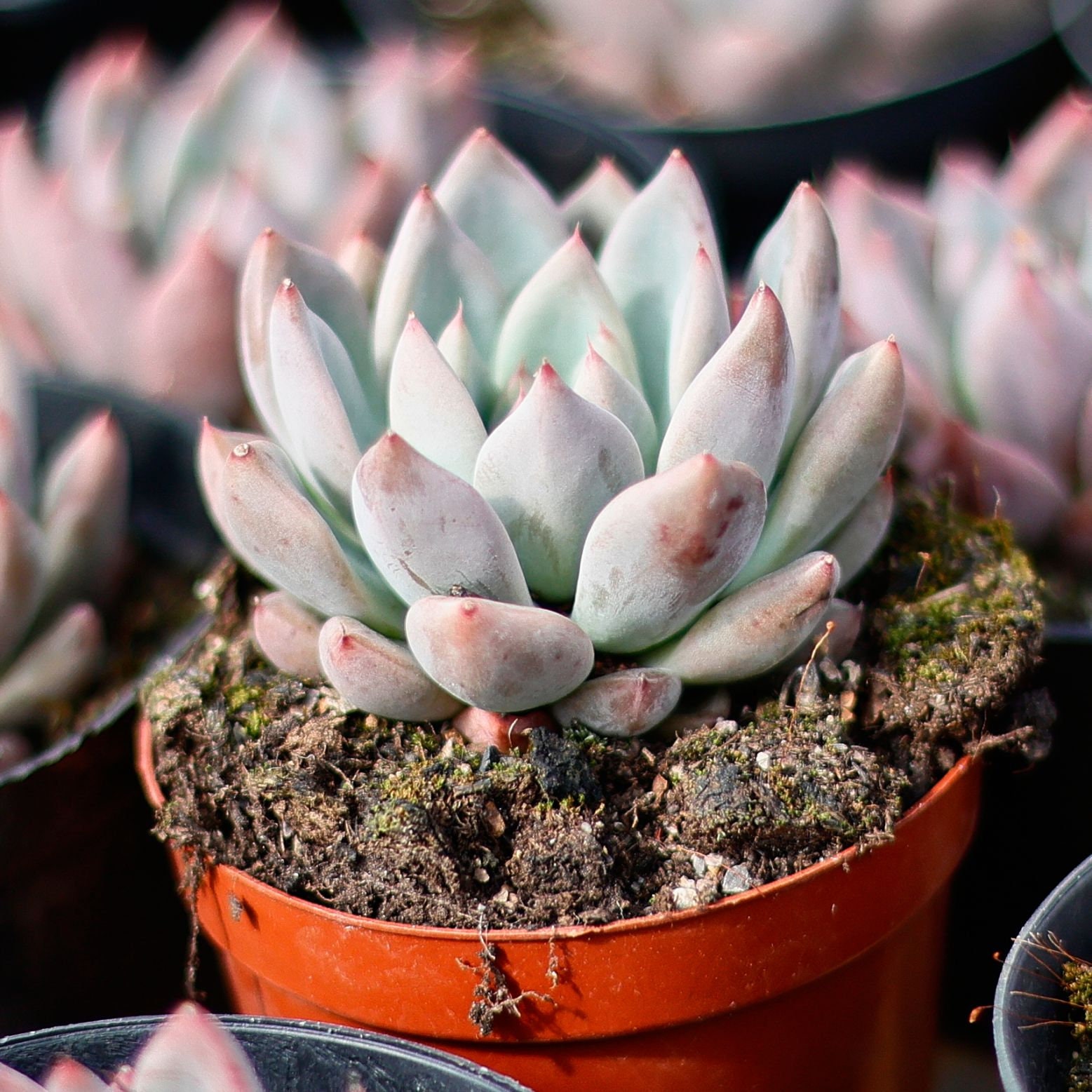 エケベリア ウェディング リング、多肉植物、多肉植物ギフト - Etsy 日本