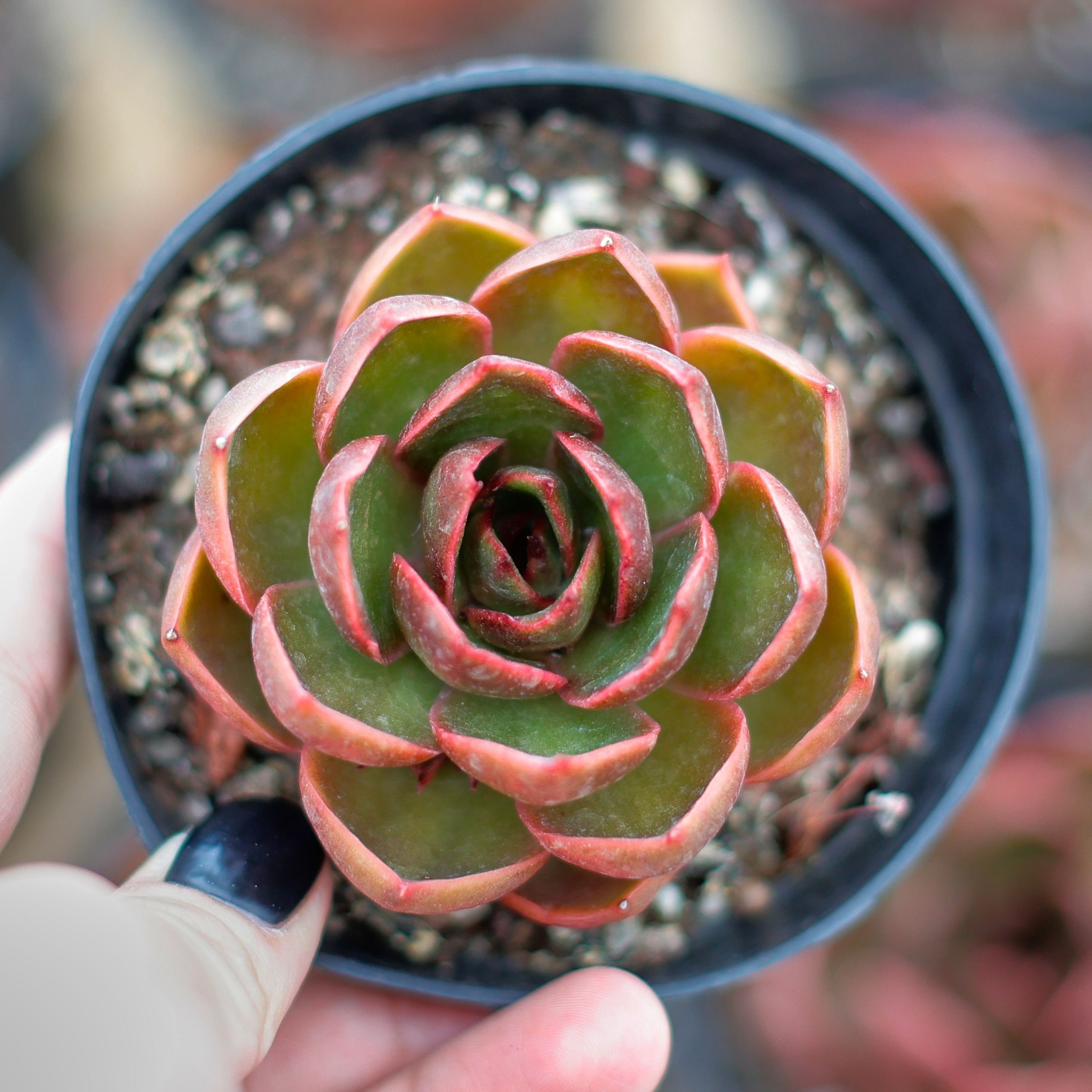 エケベリア レッドライト、多肉植物、多肉植物ギフト - Etsy 日本