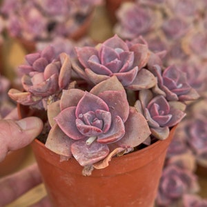 Graptoveria Mrs Richards,Succulent Plant,Succulent Gifts image 4