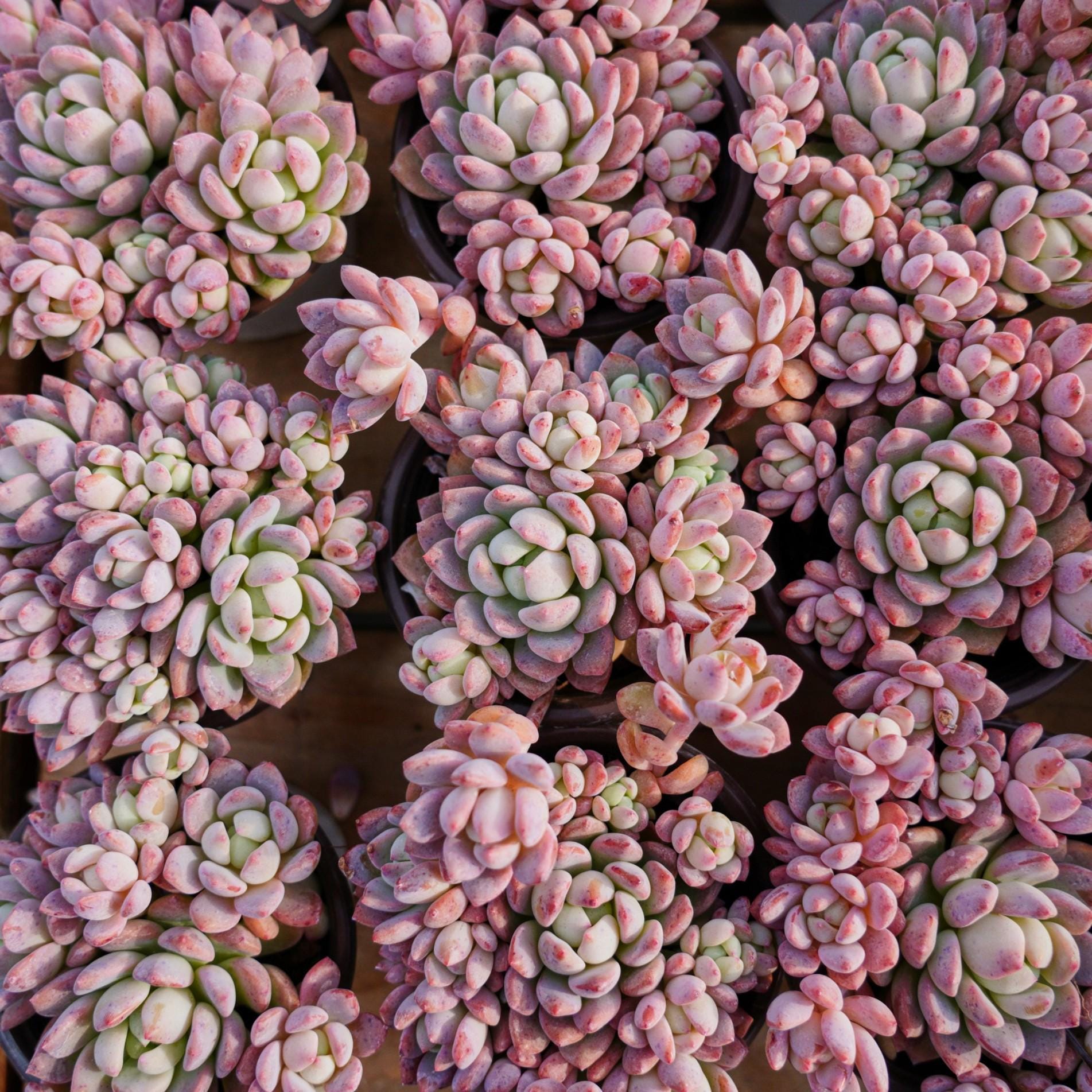 エケベリア スモール レッド ピーチ、多肉植物、多肉植物ギフト - Etsy 