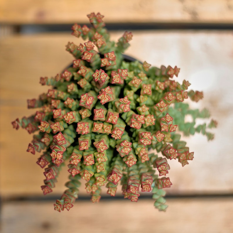 HappyStoreALL Crassula Tom Thumb - Thumbnail 3