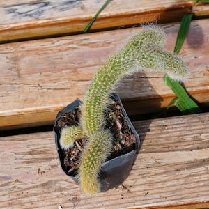 Fox Tail Cactus - Etsy