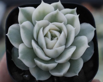 Echeveria Onslow,Succulent Plant,Succulent Gifts