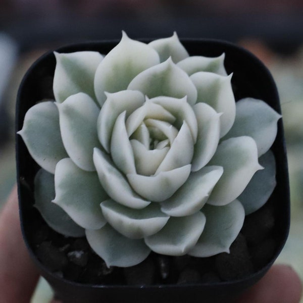 Echeveria Onslow, Sukkulentenpflanze, Sukkulentengeschenke