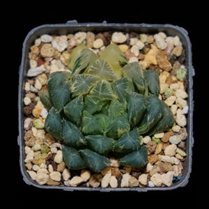 Haworthia Cooperi Variegated Pilifera, Roślina sukulentna, Prezenty sukulentowe