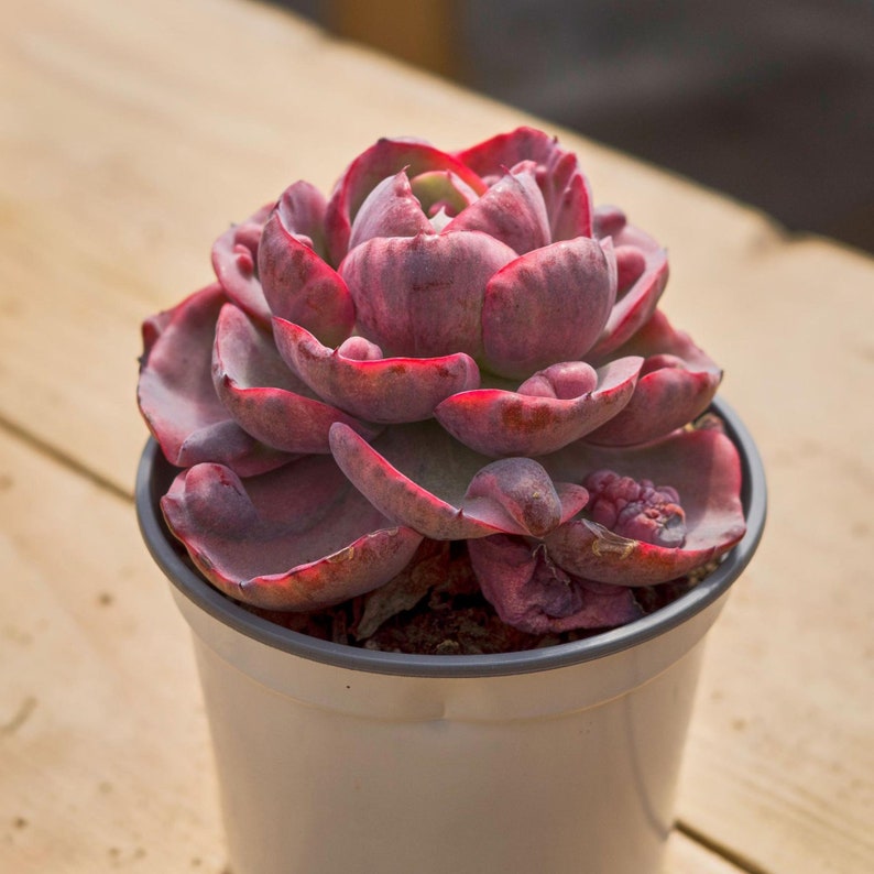 HappyStoreALL Echeveria Rain Drop - Thumbnail 4