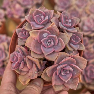 Graptoveria Mrs Richards,Succulent Plant,Succulent Gifts image 3