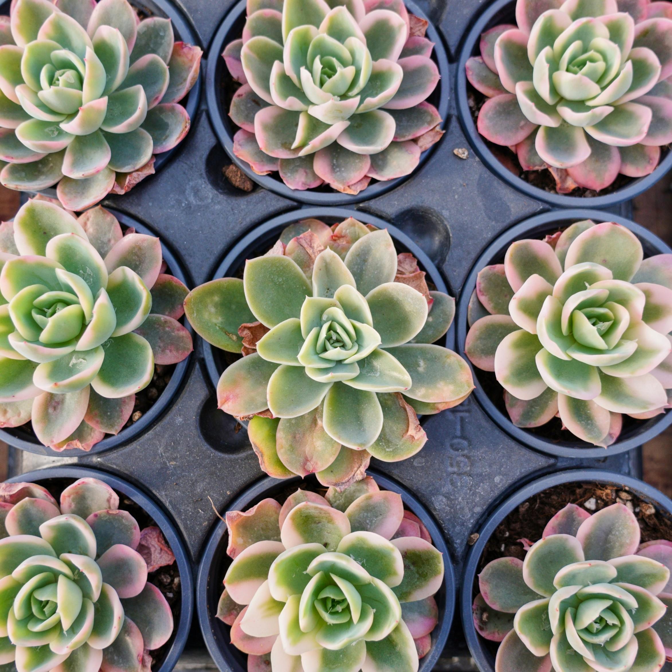 エケベリア ピンク ベラ 斑入り、多肉植物、多肉植物ギフト - Etsy 日本