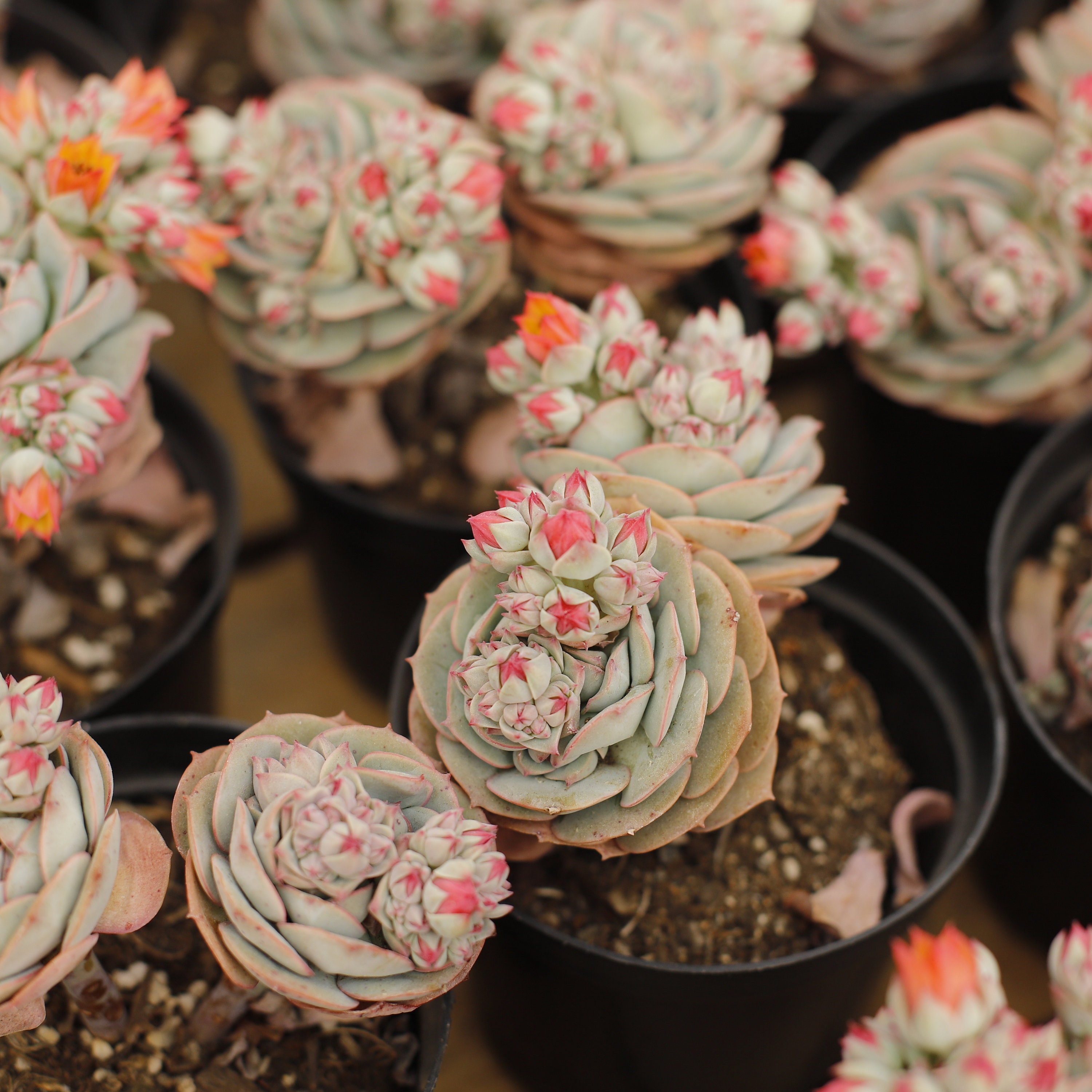 Echeveria Claudia,succulent Plant,succulent Gifts - Etsy