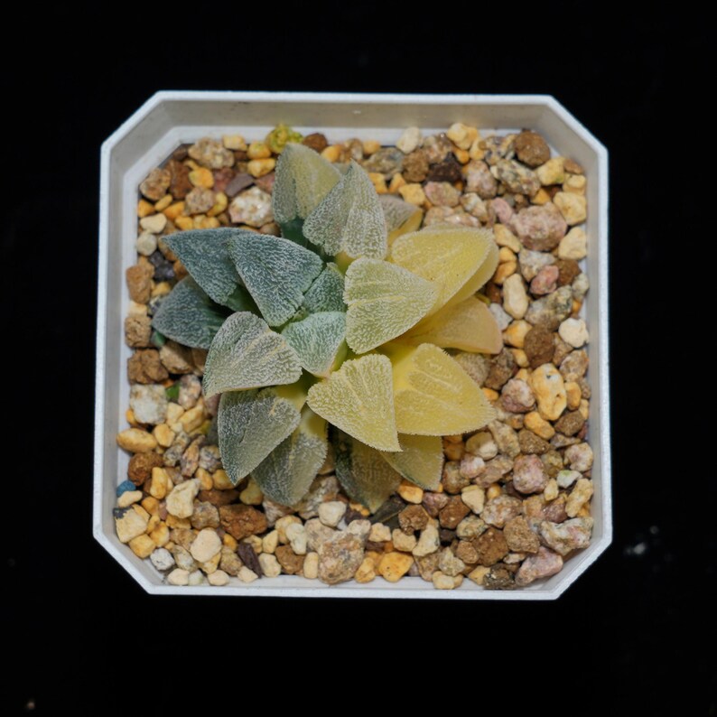 HappyStoreALL Haworthia Pygmaea - Thumbnail 3