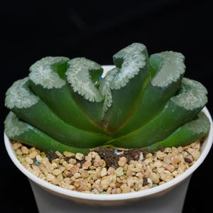 Haworthia Truncata Taoist Priest, Succulent Plant,Succulent Gifts