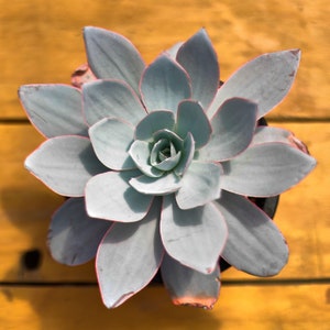 Echeveria Cante Glass,Succulent Plant,Succulent Gifts