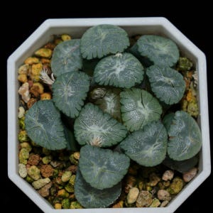 Haworthia Maughanii Valley Wind, Roślina sukulentna, Prezenty sukulentne