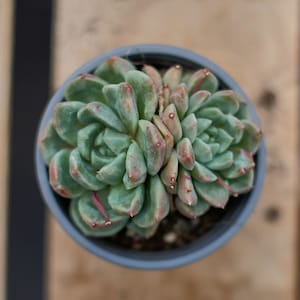 Graptoveria A Grimm One Monstrose,Succulent Plant,Succulent Gifts