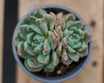 グラプトベリア アバンギャルド 多肉植物 - Etsy 日本