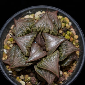 Haworthia Badia Yoshiko, Succulent Plant,Succulent Gifts